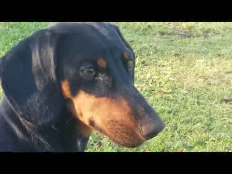 Video: Miks Minu Koer On Parim Kroonilise Valu Retsept