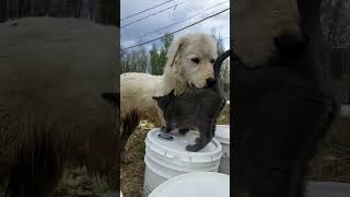 Mila (Maremma Sheepdog) and the Barn Cat Bonding Time 2