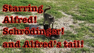 Caterwauling 5