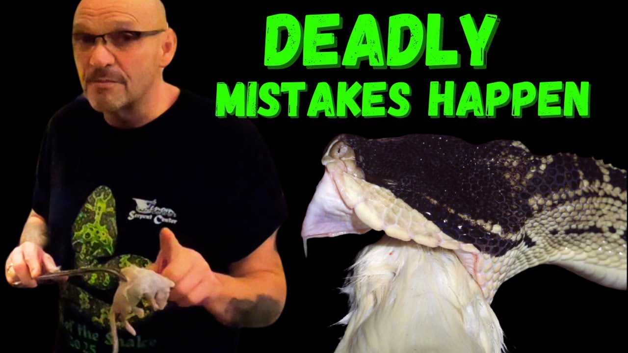 Most Deadly Snake Encounters Caught on Camera - YouTube