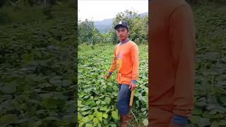 Check the 3-month-old bengkuang tuber