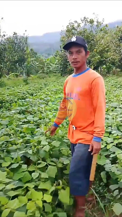 Check the 3-month-old bengkuang tuber