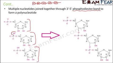 Biology Molecular Basis of Inheritance part 3 (Polynucleotide Formation) class 12 XII