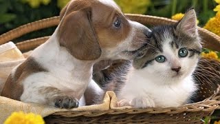 Cat and Dog Starring at Each others by Catcafe No views 7 years ago 2 minutes, 7 seconds