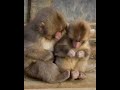 Brother love #monkey #fyp #fy #funny #funnyvideo #animal #love