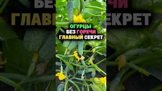 Огурцы без горечи главный секрет #секреты #сад #огород #дача #огурцы
