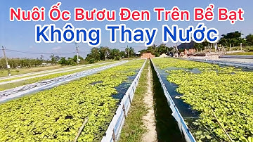 Mô Hình Nuôi Ốc Bươu Đen Trên Bể Bạt Không Thay Nước