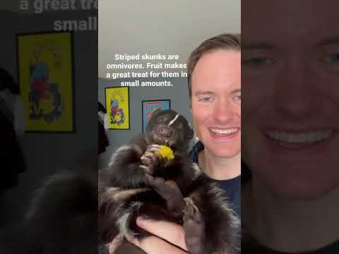 Video: Skunks Köpeğine Saldırdığında