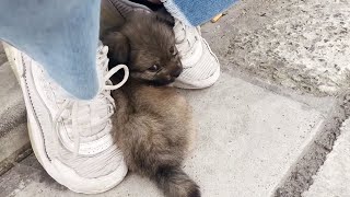 A stray puppy fell asleep in my hands by Carlos Silva YT 848,331 views 2 months ago 10 minutes, 48 seconds