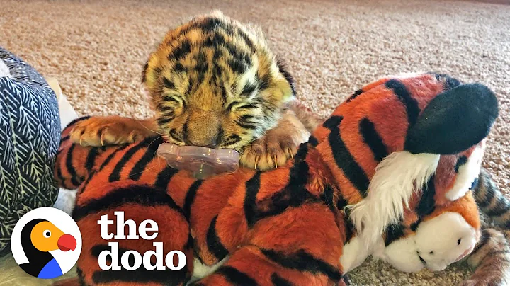 Tiniest Tiger Cub Is A Wild Man Now | The Dodo Little But Fierce - DayDayNews