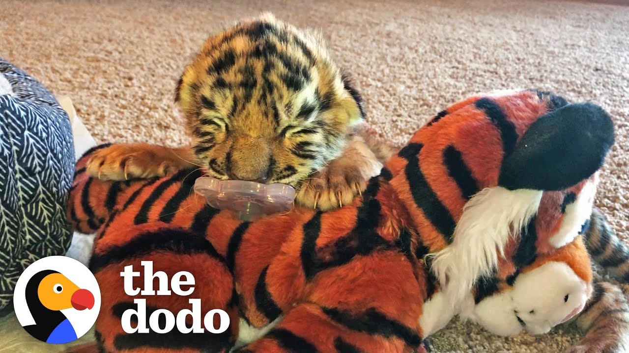  Tiniest Tiger Cub Is A Wild Man Now | The Dodo Little But Fierce