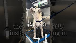 Can You Stay Inside the Grooming Van With Your Dog? | Mobile Dog Grooming Miami