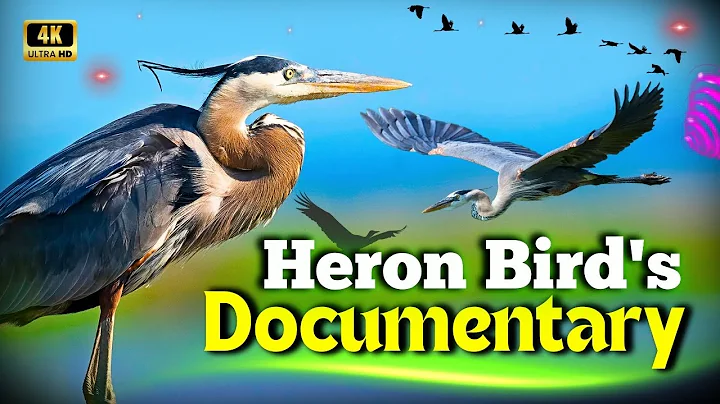 Heron Bird's Documentary | Elegant birds of the wetlands | Creative Nature