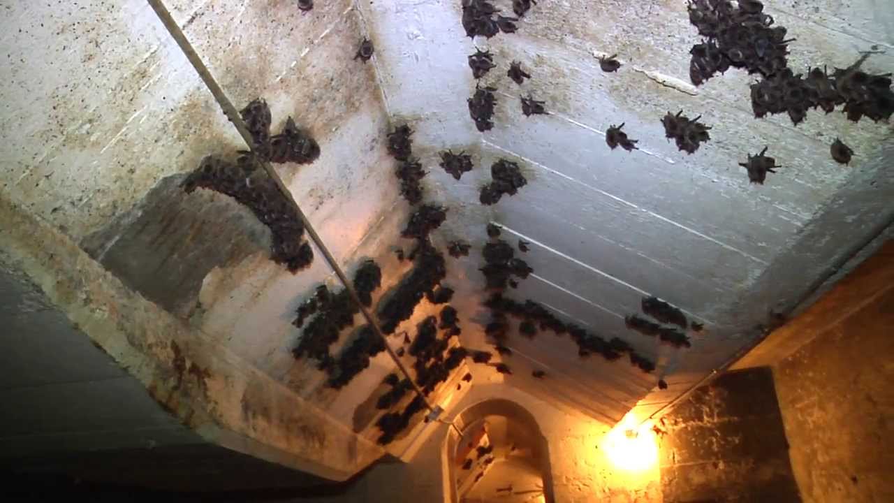 Bats Hanging out at Swan Falls