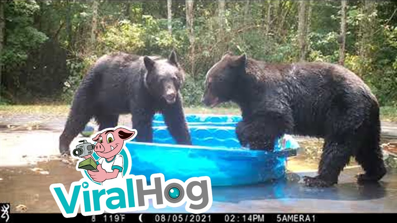 Playful Bears Cool Off In Wading Pool || ViralHog - YouTube