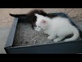 litter training of kittens