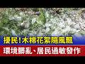 擾民！木棉花絮隨風飄 環境髒亂.居民過敏發作