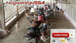 កសិដ្ឋានមាន់ស្រែ564​ស្រុកពារាំង សួមជំរាបសួរដល់បងប្អូនទូរទាំងប្រទេសកម្ពជាទាំងអស់ 092425564