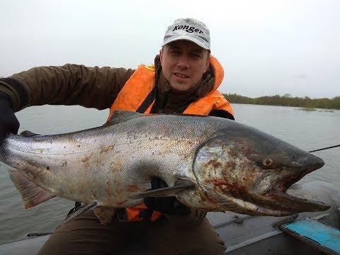 За королевским лососем на Камчатку. Рыбалка на чавычу на реке Большая. King salmon fishing.