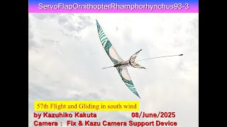 サーボ駆動翼竜型羽ばたき機　ServoFlapOrnithopterRhamphorhynchus93-3 30g : 57th Flight and Gliding in south wind