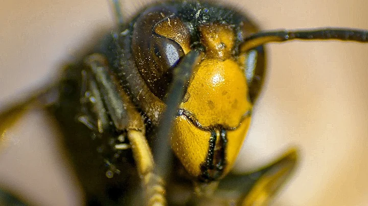 Asian Hornets Attack and Brutally Kill Bees! | BBC Earth Explore
