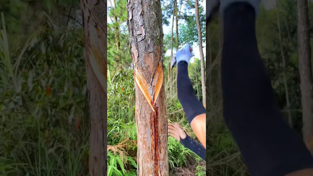 Ver Anyone Knows What Is Use Of Pine Oil ? This Is How To Get It #satisfying #short no YouTube Ver Anyone Knows What Is Use Of Pine Oil ? This Is How To Get It #satisfying #short no YouTube