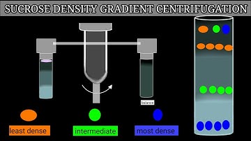 Sucrose Density Gradient Centrifugation |