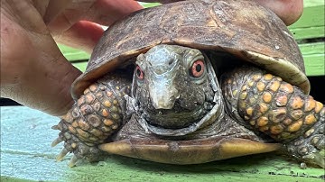 Blue’s laying eggs! How to build a simple nesting habitat 4 Box Turtles 🐢🥚❤️