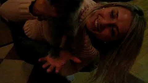 Video 4795461: british kitten, house british, kitten exploring