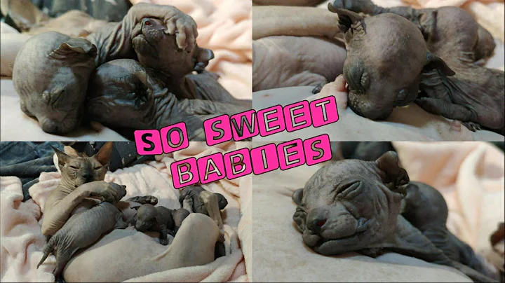 Watch the video about Asleep Baby Kittens are Fighting for the milk🍼14 days After Birth | Don Sphynx