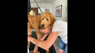 How to groom a GoldenDoodle with a wavy fleece coat? by Wanda Klomp 3,688 views 1 year ago 2 minutes, 25 seconds