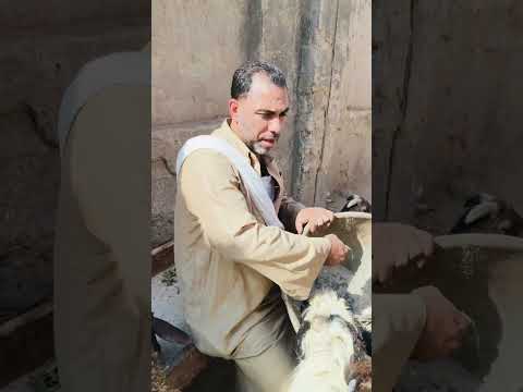 الشروة ام 7 000ج تاااابع01552482982  0128233716701116932249