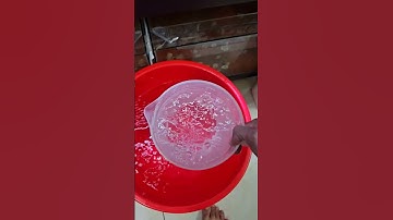 Hướng dẫn ghép cặp cá lóc kiểng tỉ lệ thành công cao đến 99% #cacanhanan | Cá cảnh An An #channa