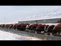 Ферма 🐄 ГЕРЕФОРД 🐂 УЙЛАР