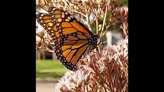 Monarch feeding up close at work late September in Mpls., Mn by mjimih 20 views 2 years ago 2 minutes, 41 seconds