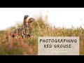 Bird Photography in the Field | Red Grouse in the Scottish Highlands