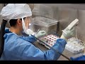 ¿En qué consiste el coronavirus descubierto en China y cuáles son los síntomas?