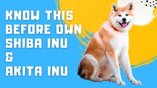 Shiba Inu & Akita Inu Breed Portrait - What You NEED to Know Before Owning!! by Animals Planet 66 views 2 years ago 6 minutes, 9 seconds
