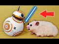 💫 STAR WARS - Hamster Maze with Traps 😱 [OBSTACLE COURSE]