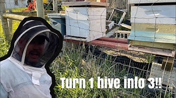 Making Splits and Nucs with Queen Cells!