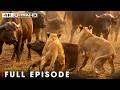 LION PRIDE | Hunting Africa's Deadliest Prey | FULL EPISODE | Wildlife Documentary