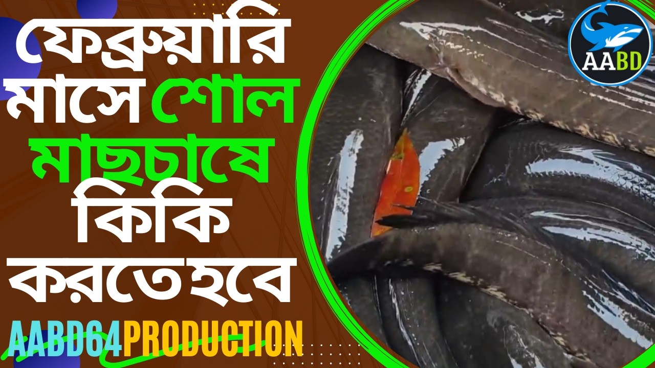 ফেব্রুয়ারি মাসে শোল মাছচাষে করণীয়, শোল মাছের নতুন চাষি হলে এ ভিডিওটি আপনার জন্য  #শোলমাছচাষ