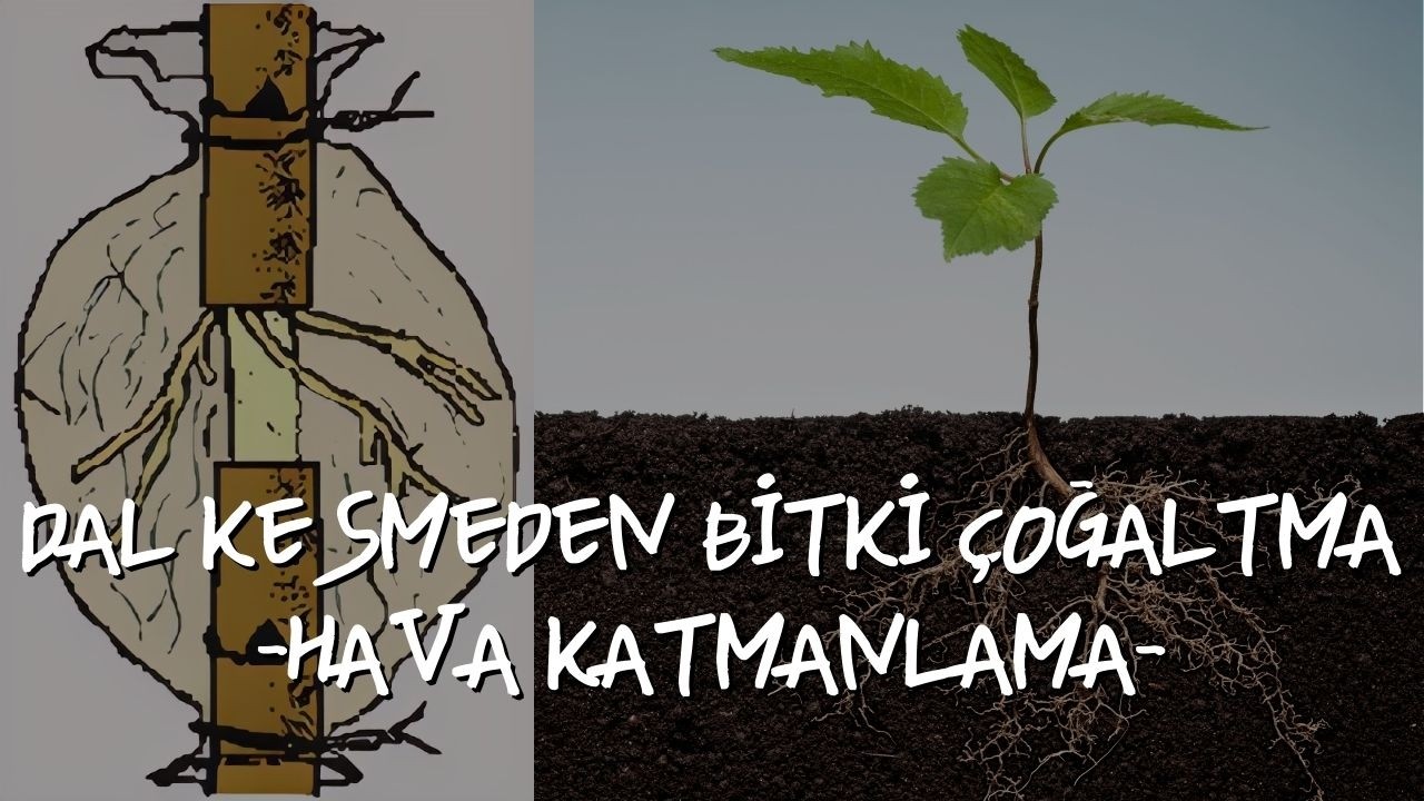 BİTKİ ÇOĞALTMA YÖNTEMLERİ -HAVA KATMANLAMA-