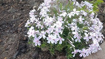 Small Azalea and Phlox for Small Gardens-Pretty In Pink