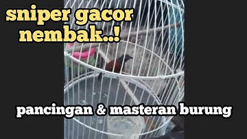burung sniper gacor | pancingan & masteran burung