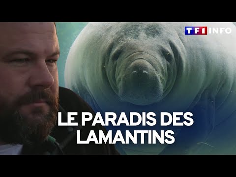 Vidéo: Est-il sécuritaire de nager avec des lamantins ?