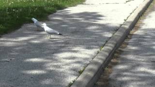 Seagull Courtship