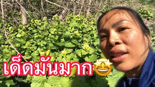 เจอดงผักเสี้ยนฝรั่งอีกแล้วจ้า☘️เด็ดมันส์มือมากดังเเต๊บๆๆๆเลยจ้า👍 garlic mustard/19/4/20.