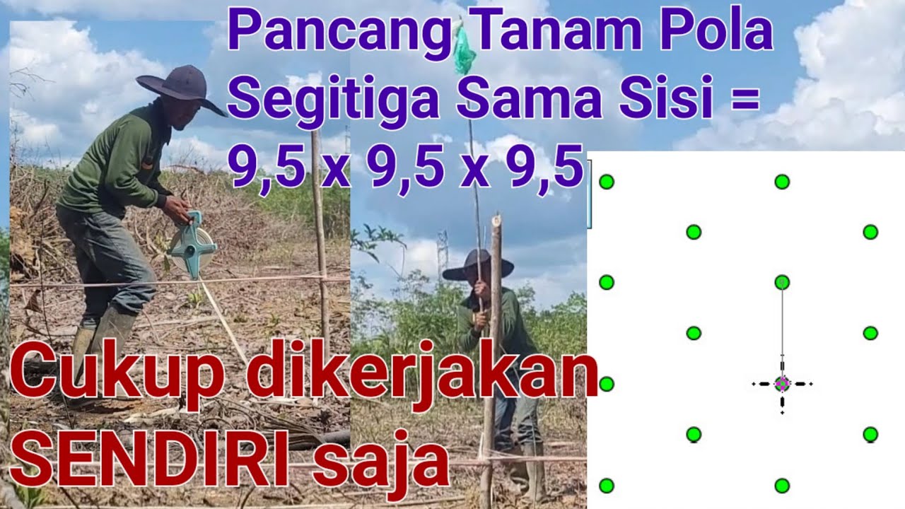 Sendiri, bisa Membuat Pancang Tanam Kelapa Sawit pola Segitiga Sama Sisi 9,5 x 9,5 x 9,5
