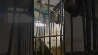 Halk Efsanesi - Atların Gözlerine Bakılmaz 🥴